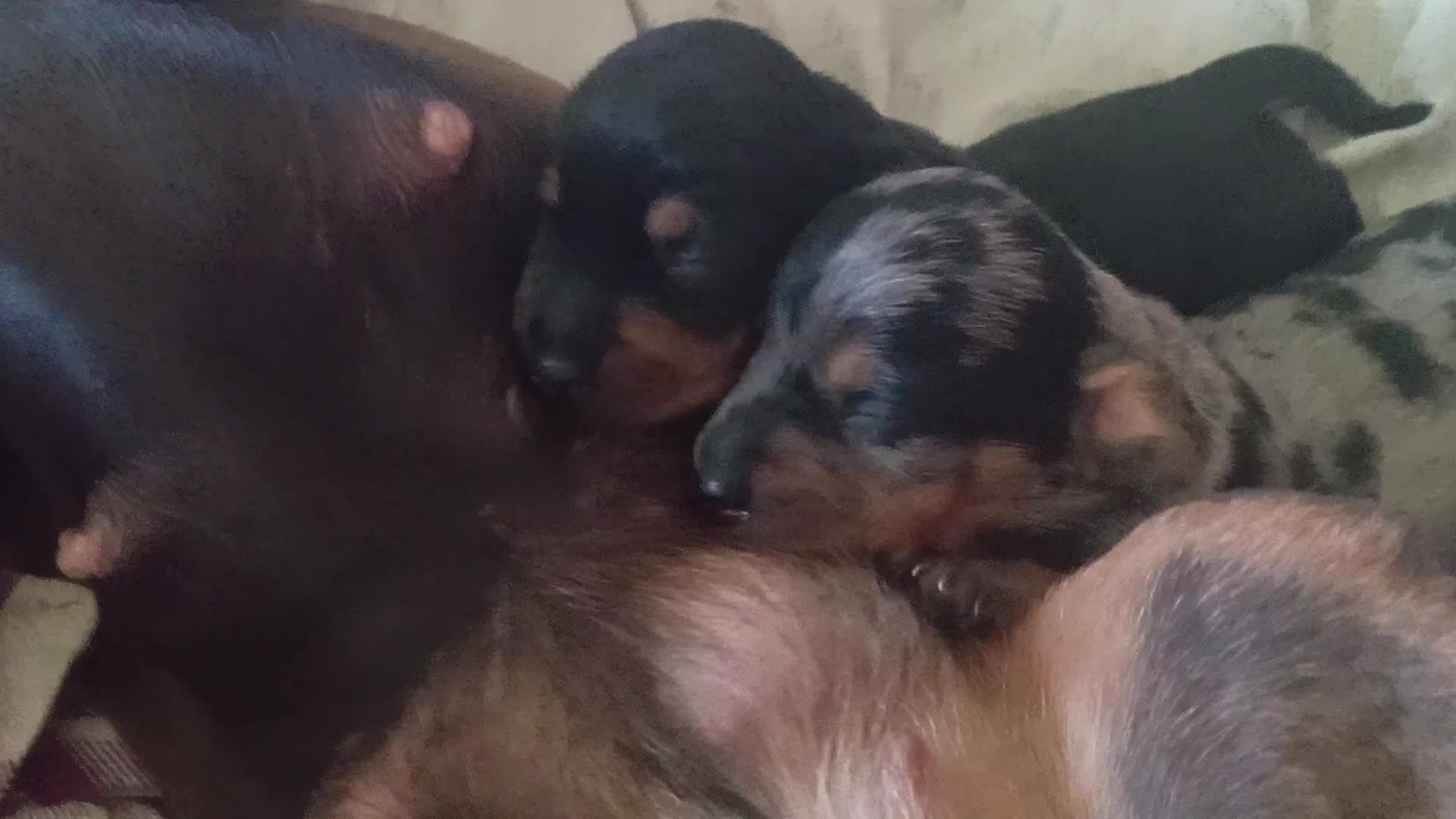 Bassotto cani in vendita: Cuccioli bassotto arlecchino e nero focato  - Video 1
