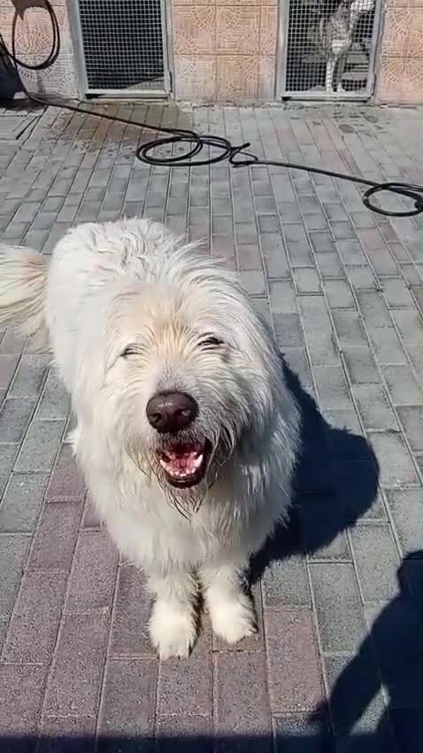 Meticcio cani in regalo: BELLE BELLISSIMO CERCA CASA - Video 1