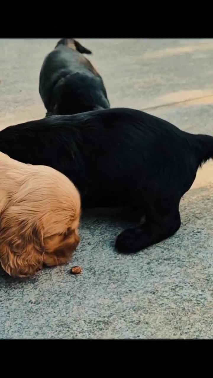 Cocker cani in vendita: Cuccioli neri di cocker spaniel con pedigree ENCI - Video 2