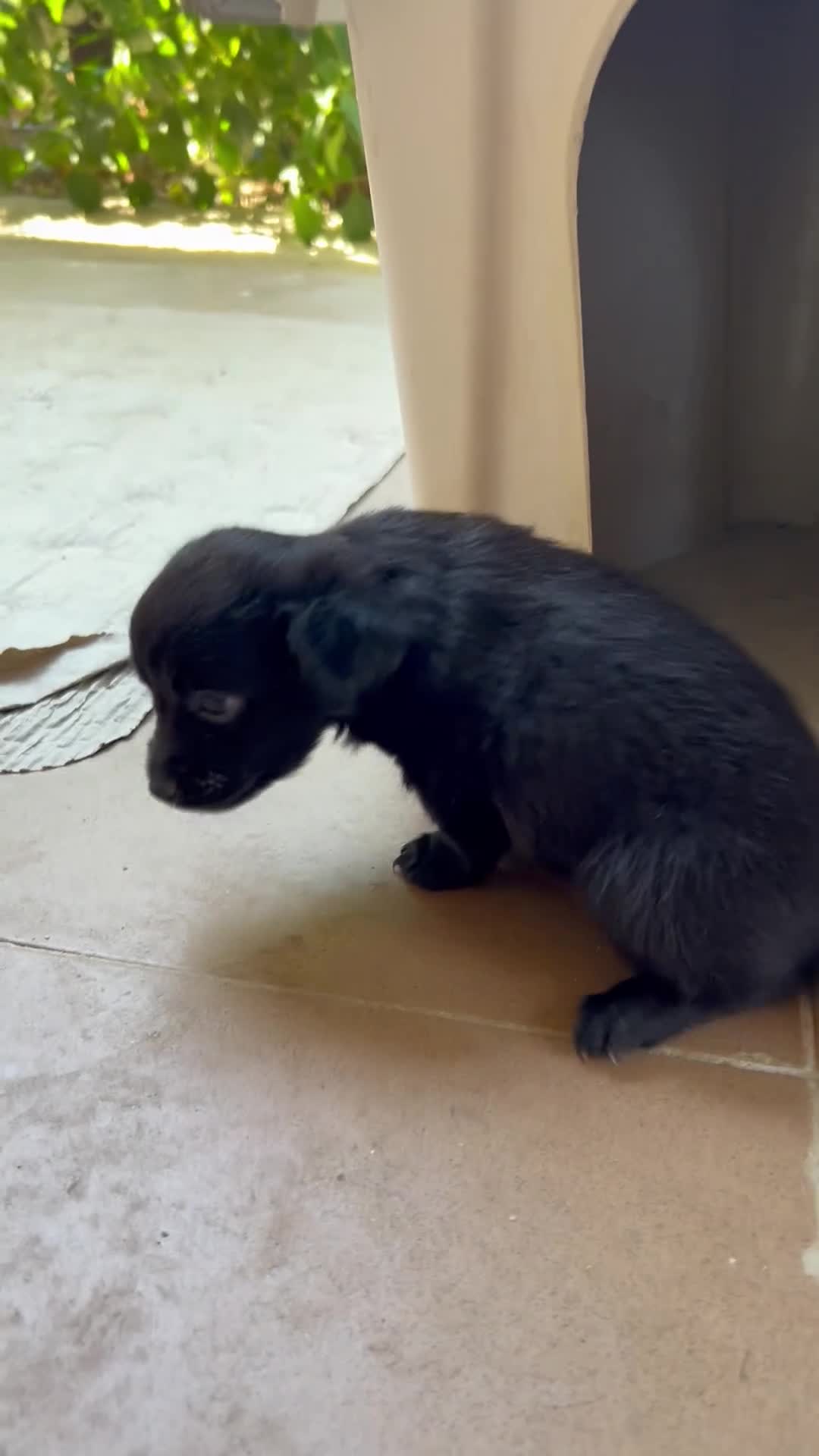 Pinscher Tedesco cani in vendita: Pincher-chihuahua pelo lungo M F a Città metropolitana di Reggio Calabria - Video 1