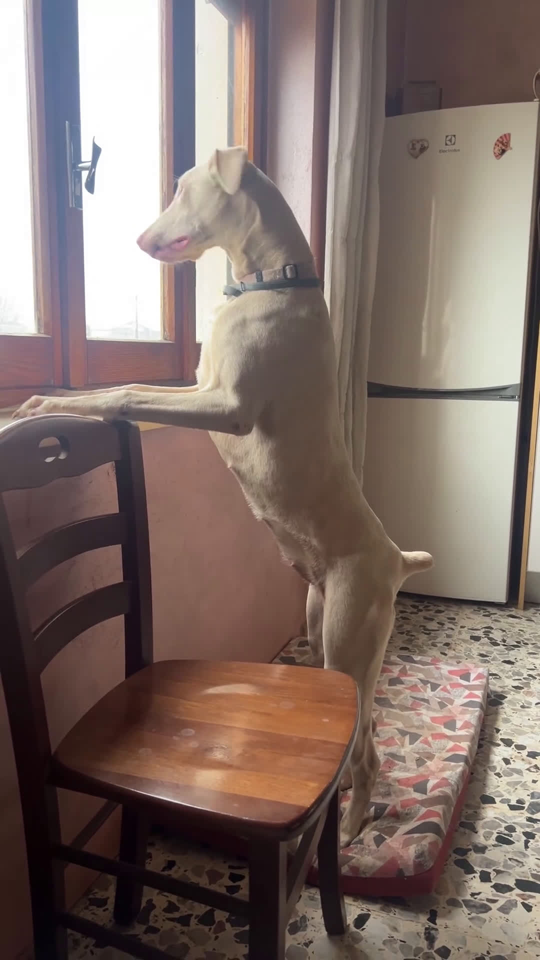 Dobermann cani in vendita: Dobermann bianchi  - Video 1