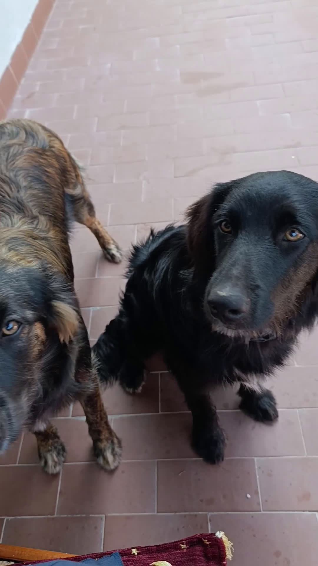 Border Collie cani in regalo: nuova casa felice per Alundra - Video 3