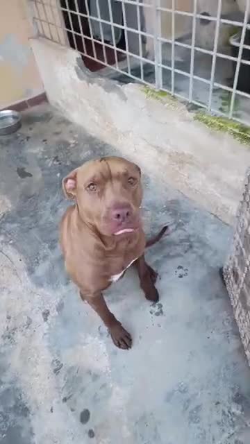 Pitbull cani in regalo: Meraviglioso Red nose - Video 3