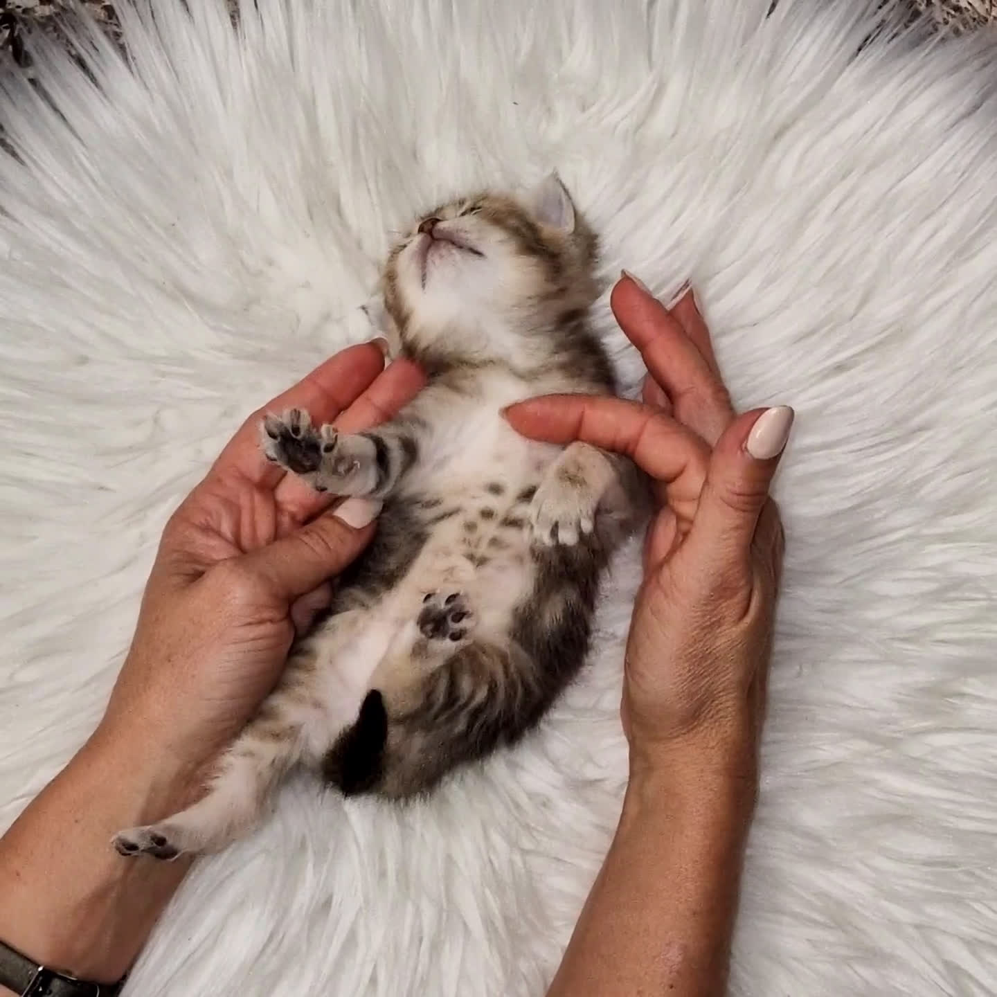 British gatti in vendita: British shorthair e longhair  - Video 1