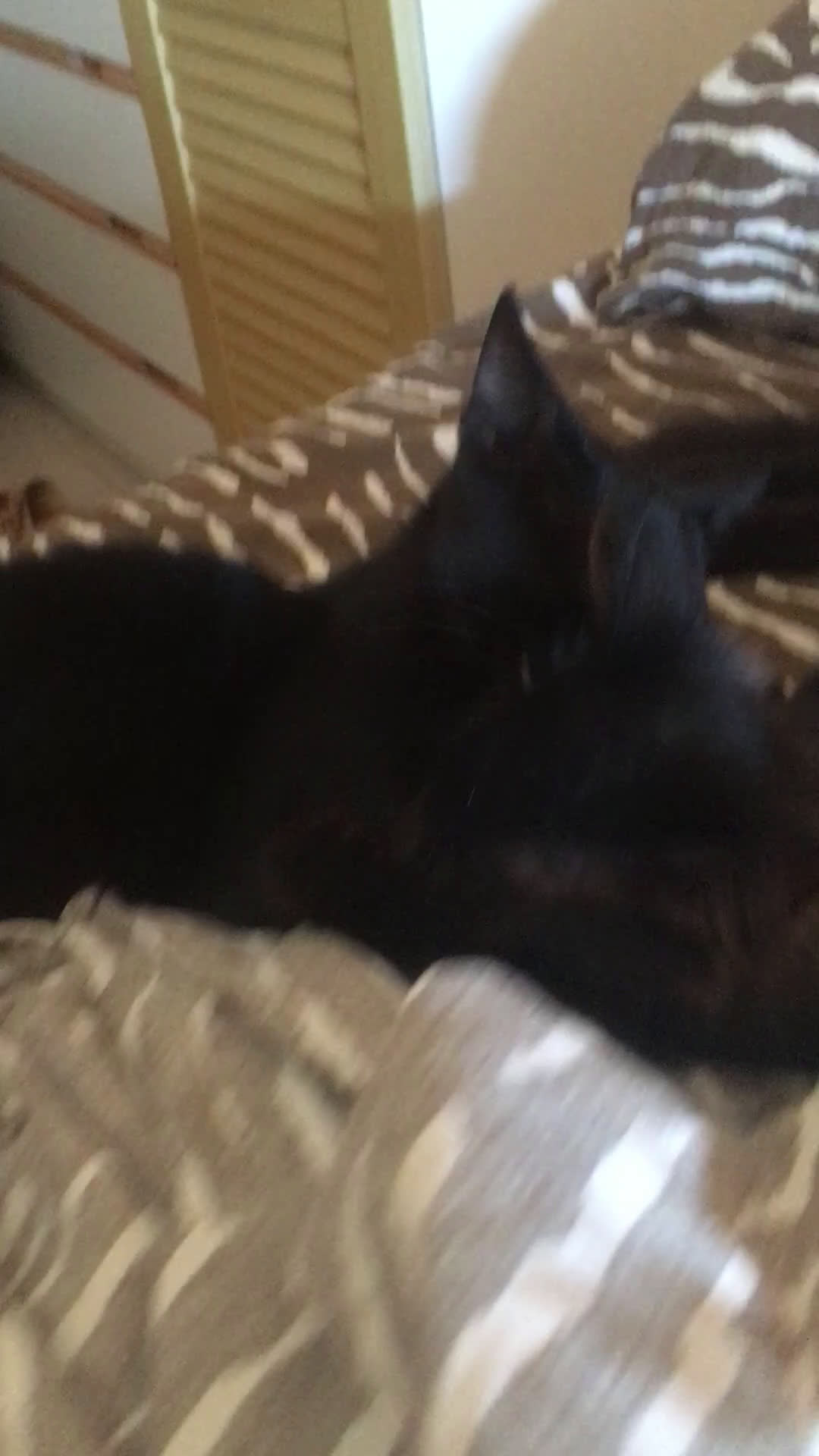 Europeo gatti in regalo: Gattini  - Video 1