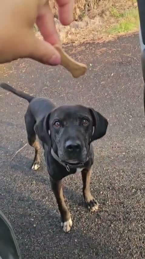 Meticcio cani in regalo: Edoardo: taglia media, equilbrato e socievole  - Video 1