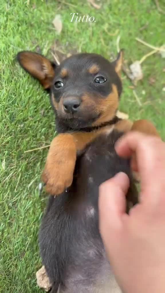 Meticcio cani in regalo: Taglia piccola alla riscossa - Video 1