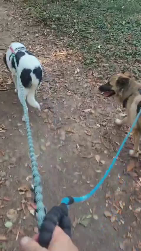 Meticcio cani in regalo: Splendida meticcia - COOKIE a Città metropolitana di Milano - Video 3