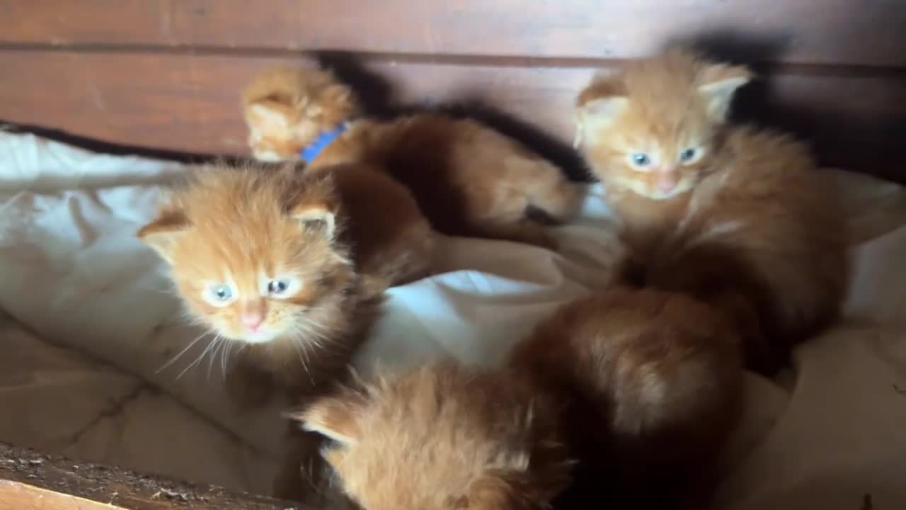 Maine Coon gatti in vendita: Cuccioli rossi di maine coon {AustinXBastet} - Video 1