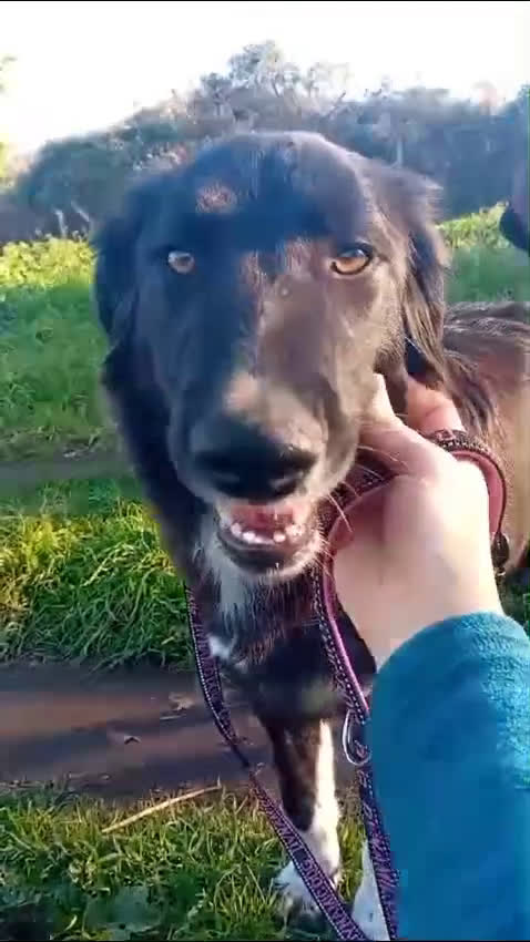 Meticcio cani in regalo: TALIA adorabile pelosetta 1anno - tg 20kg - Video 1