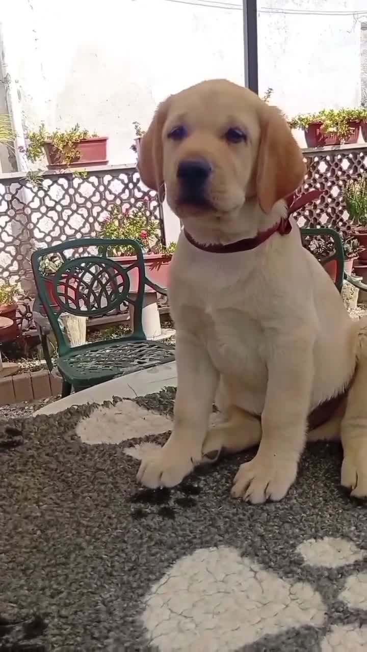Labrador cani in vendita: Labrador Retriever Cuccioli con pedigree  - Video 1