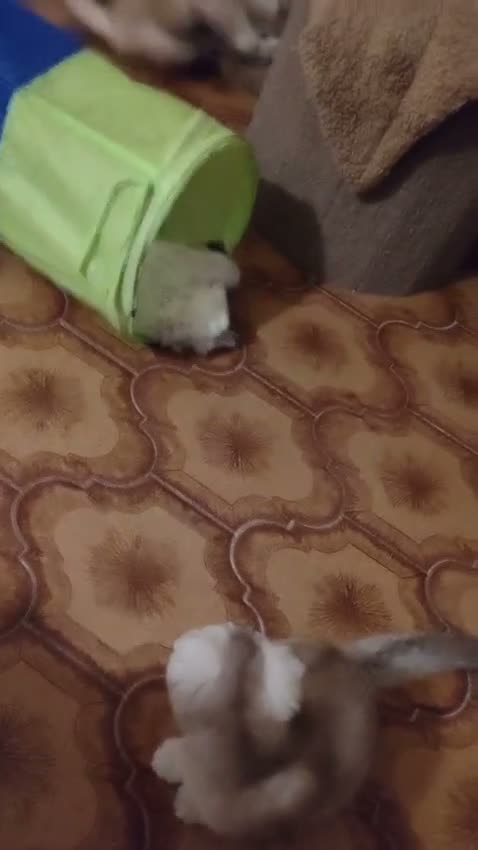 Scottish gatti in vendita: Gattini Scottish fold e Scottish Straight  - Video 1
