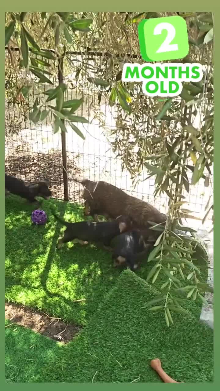 Bassotto cani in vendita: Cuccioli di bassotto a pelo duro - Video 1