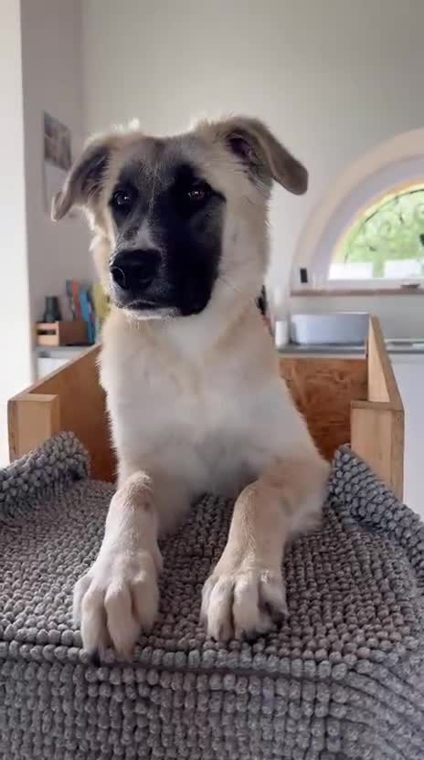 Meticcio cani in regalo: Albicocca: 7 mesi adozione del cuore  - Video 1