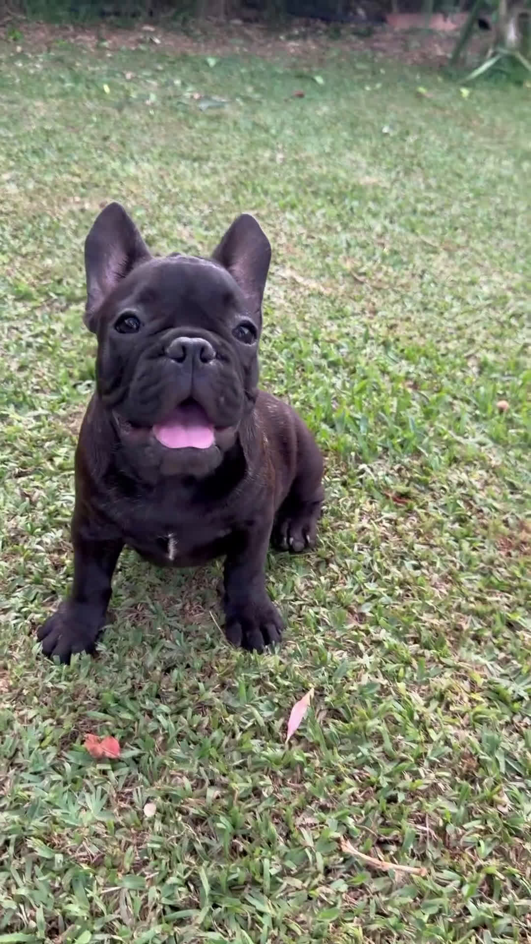 Bulldog Francese cani in vendita: Bulldog francese  a Città metropolitana di Milano - Video 2