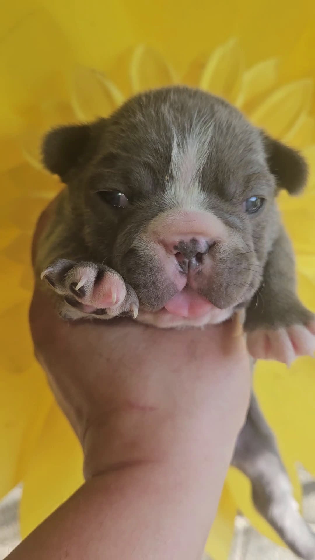 Bulldog Francese cani in vendita: Bulldog francese esotici - Video 5