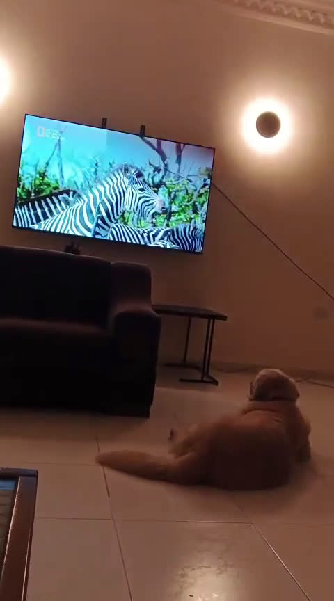 Golden Retriever cani in regalo: Max, una meraviglia di Golden Retreiver - Video 2