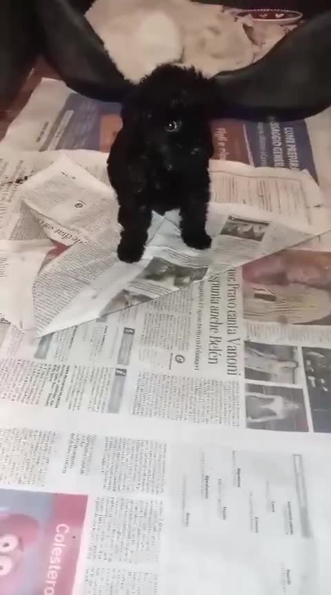 Barboncino Toy cani in vendita: Barboncino toy femmina  - Video 1