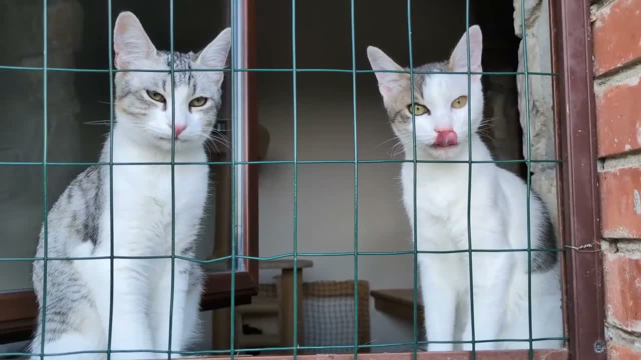 Europeo gatti in regalo: Piko & Bok: dalla radura al cuore di una famiglia! - Video 1