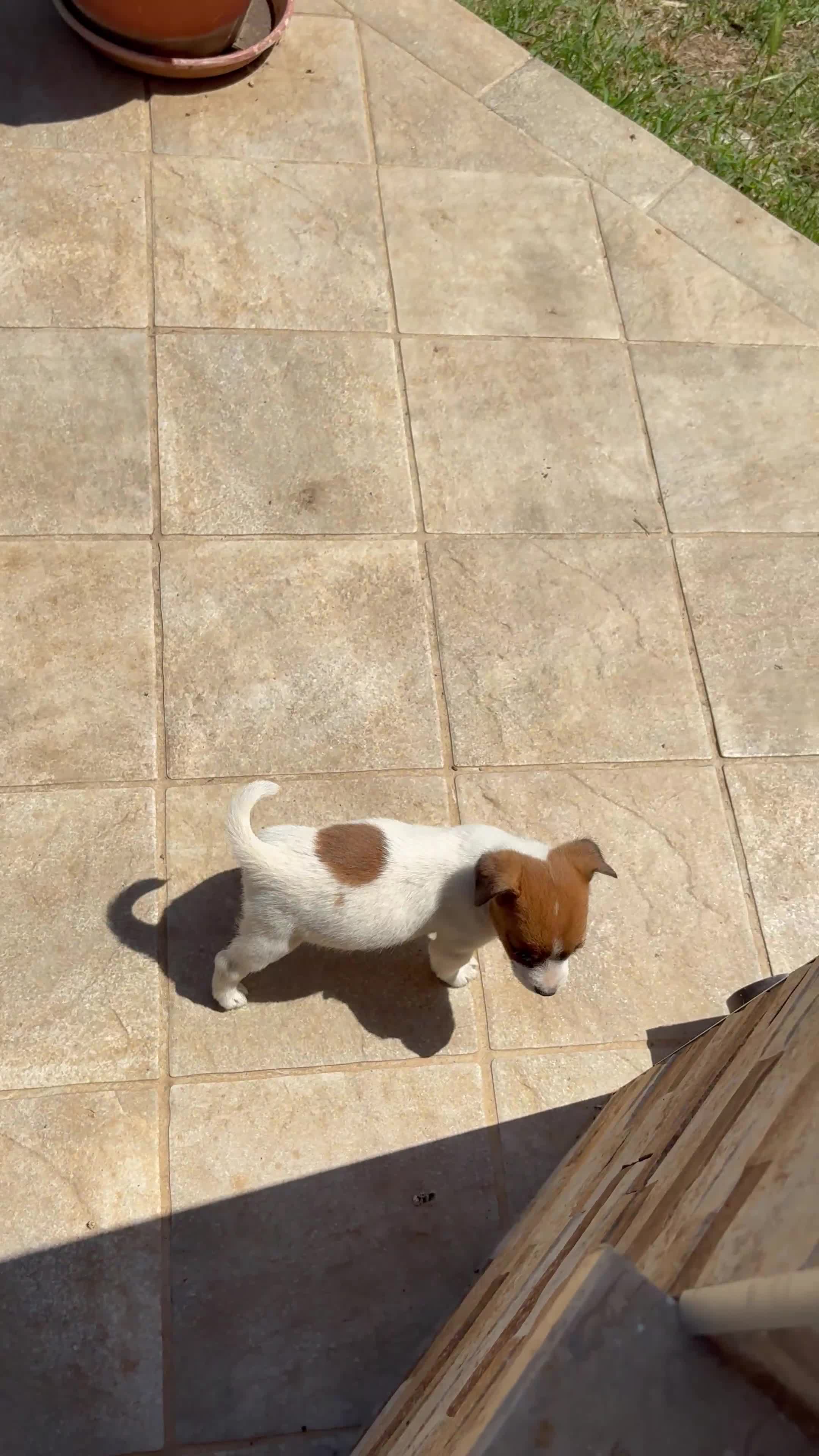 Jack Russell cani in vendita: Cuccioli Jack Russell cercano casa - Video 2