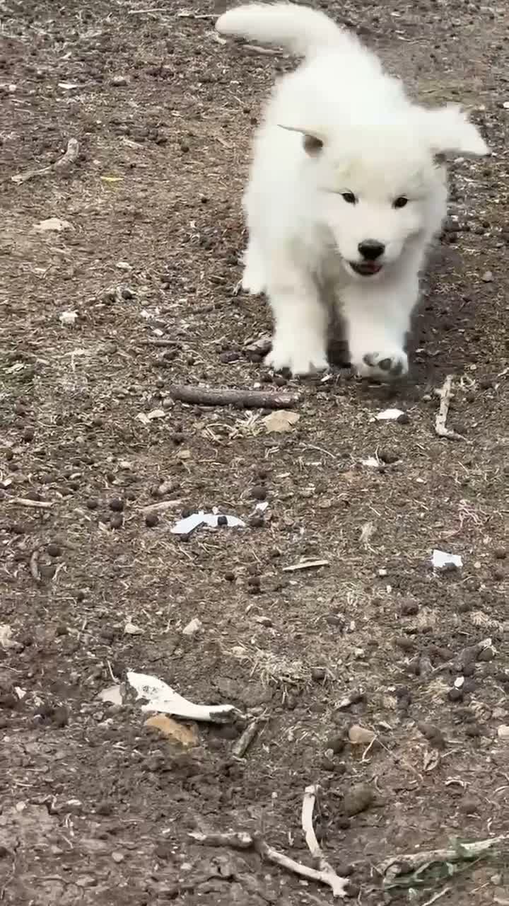 Pastore Abbruzzese Maremmano cani in vendita: Cuccioli maschi di pastore abruzzese - Video 2