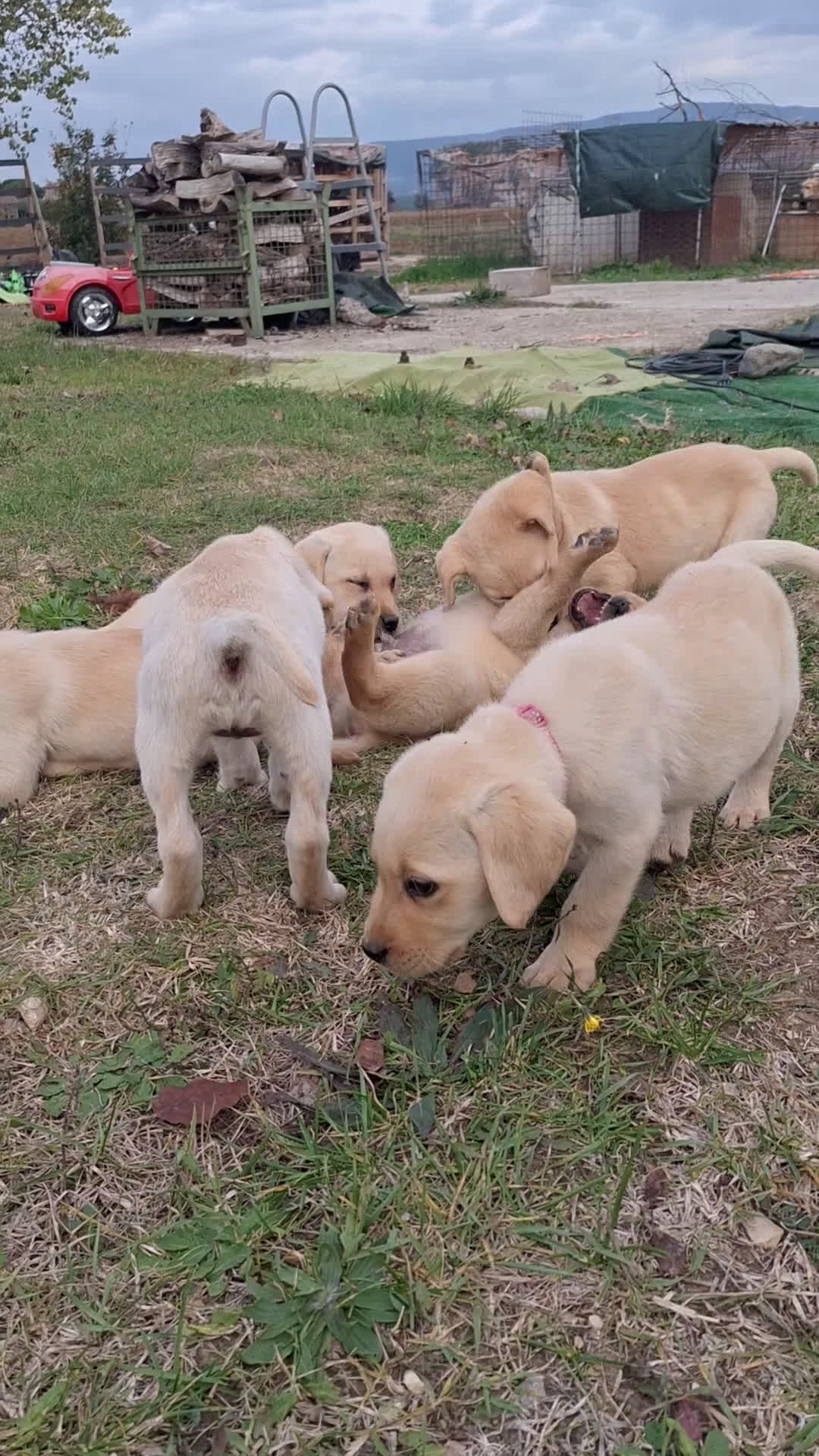 Labrador cani in vendita: Labrador cuccioli con pedigree Enci  - Video 1