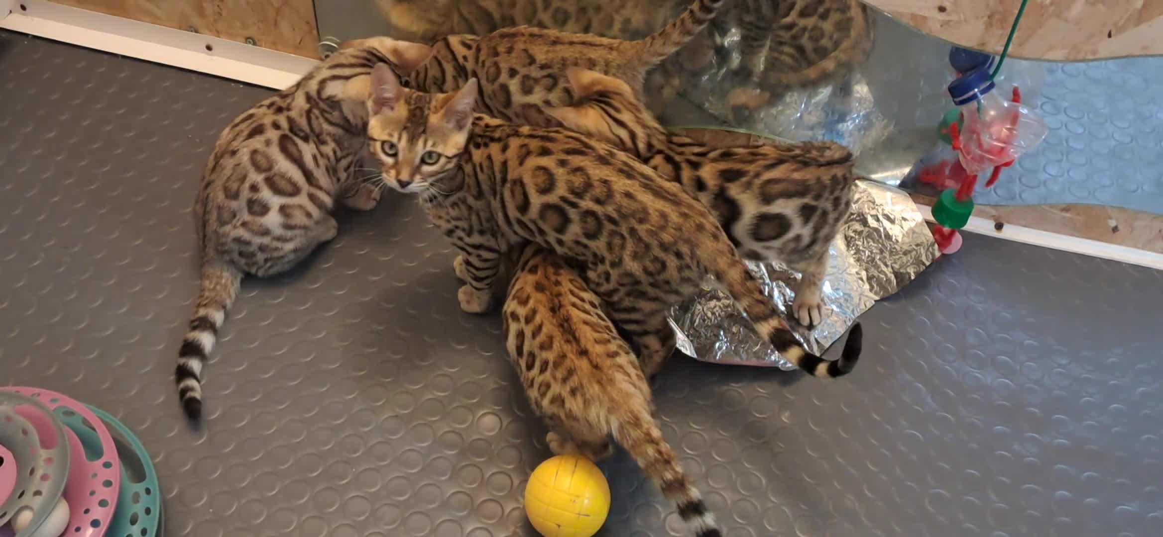 Bengala gatti in vendita: Bengala cuccioli con pedegree a Città Metropolitana di Venezia - Video 1