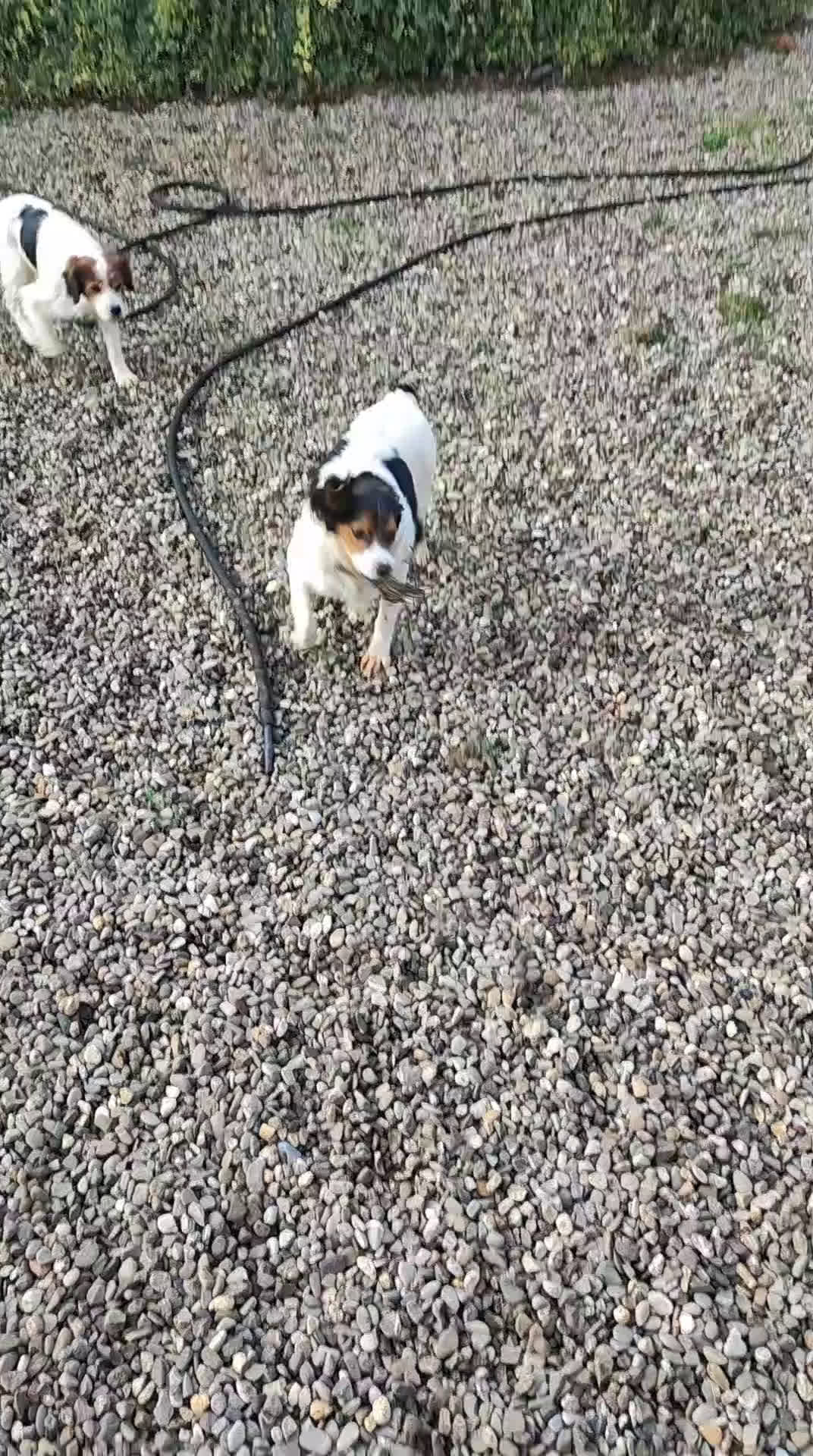 Altre razze cani in regalo: Regalo  - Video 1