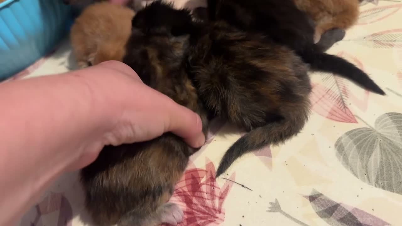 Maine Coon gatti in vendita: Cuccioli di maine coon - Video 1