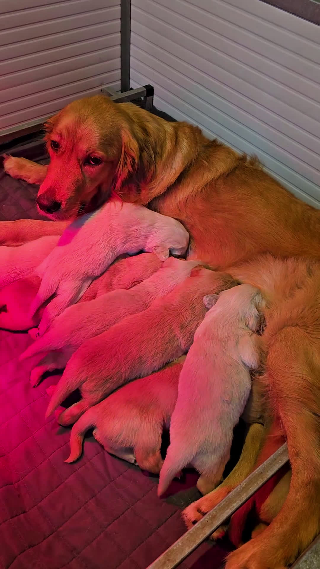 Golden Retriever cani in vendita: CUCCIOLI GOLDEN RETRIEVER  - Video 3