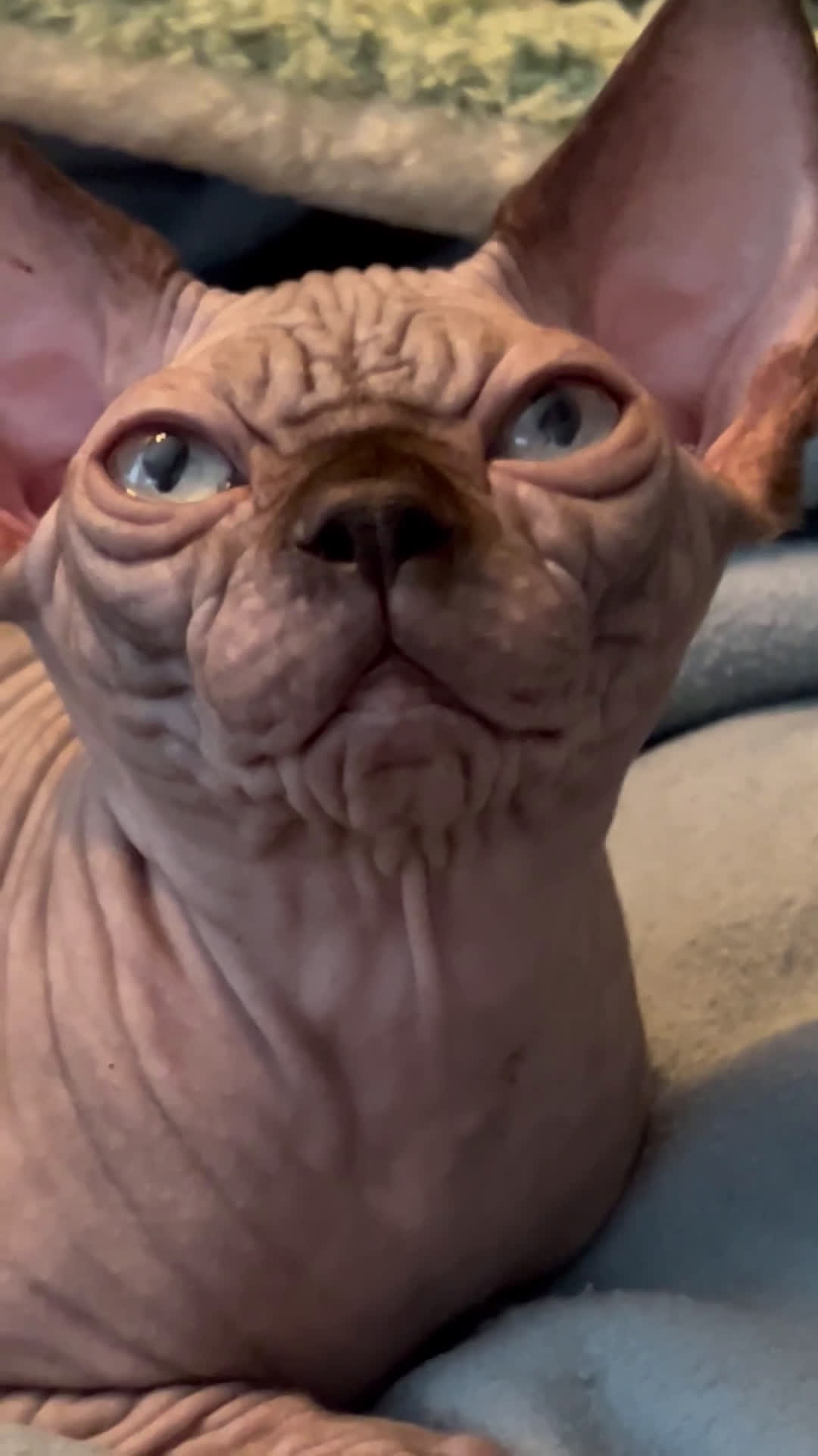 Sphynx gatti in vendita: Sphynx  - Video 1