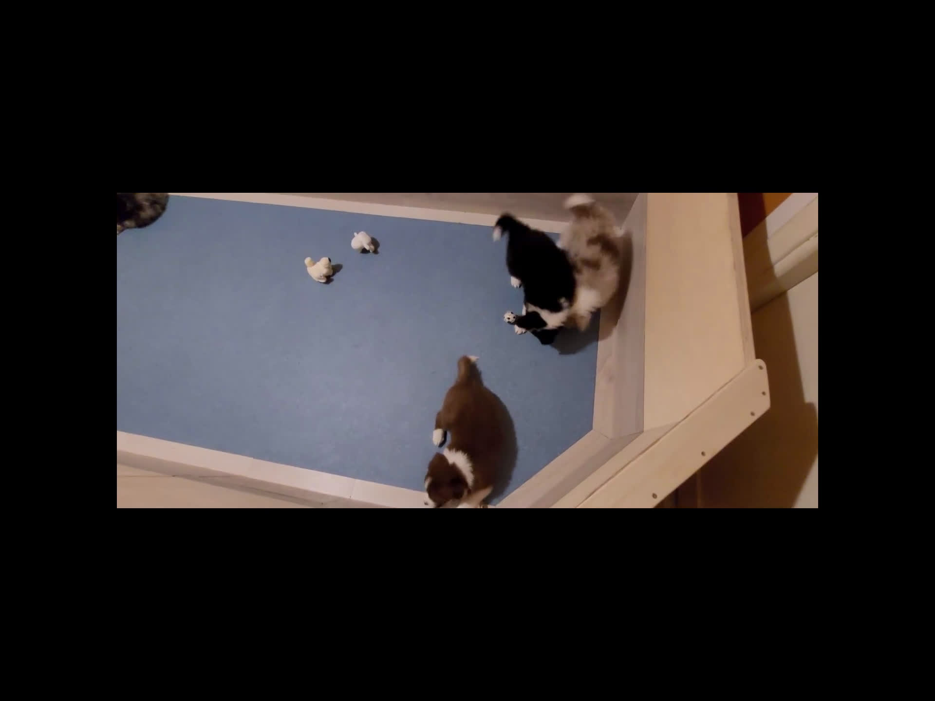 Border Collie cani in vendita: CUCCIOLO SEAL MERLE TRICOLOR BORDER COLLIE a Città metropolitana di Roma Capitale - Video 1