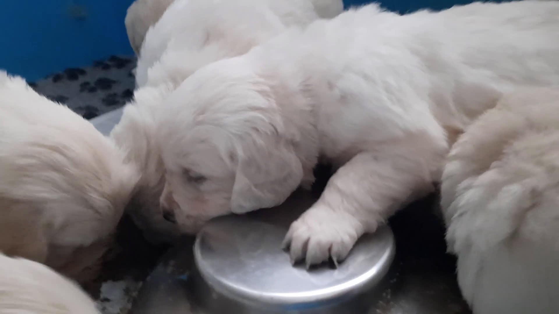 Golden Retriever cani in vendita: Cuccioli di Golden Retriever di linea inglese - Video 1
