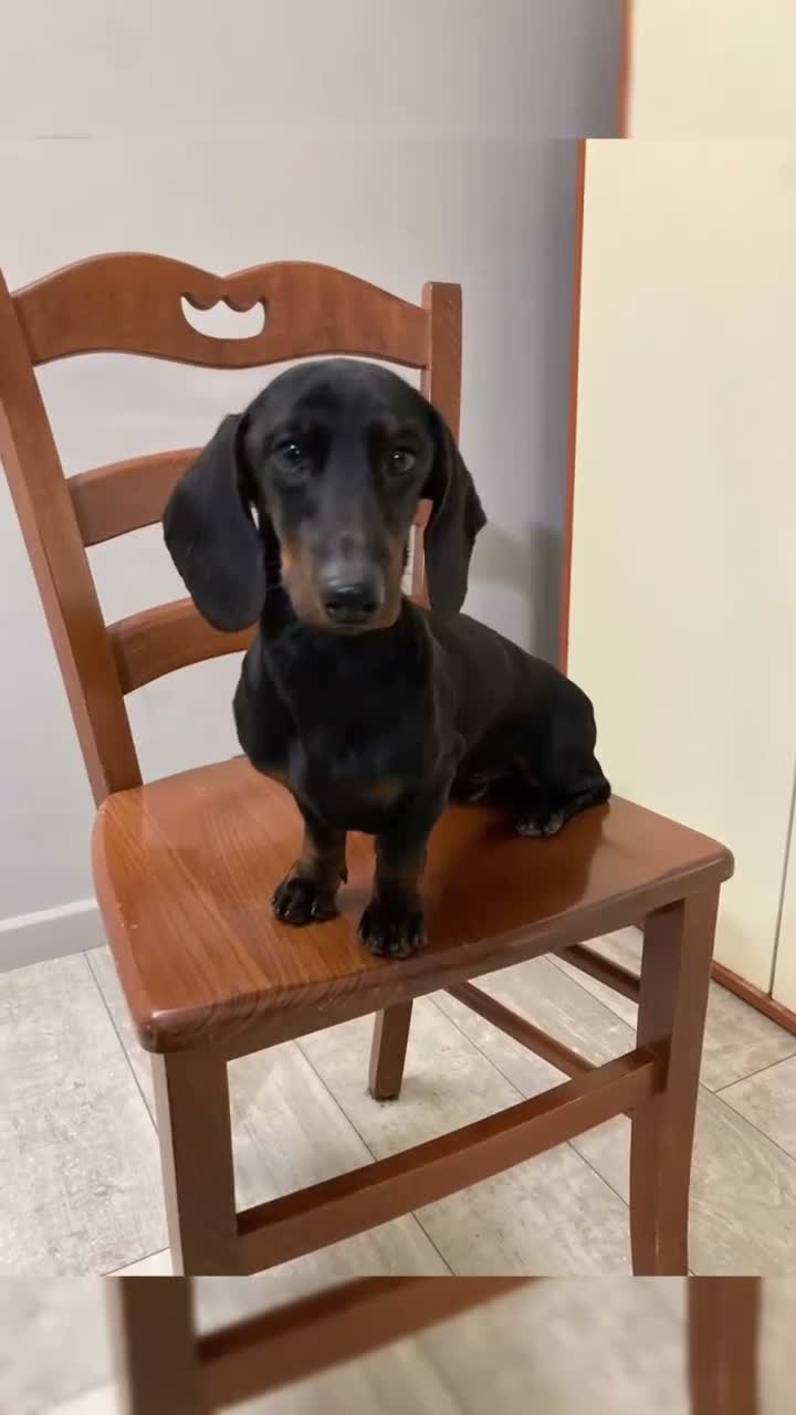 Bassotto cani per accoppiamento: Bassotto kaninkeen per accoppiamento  - Video 1