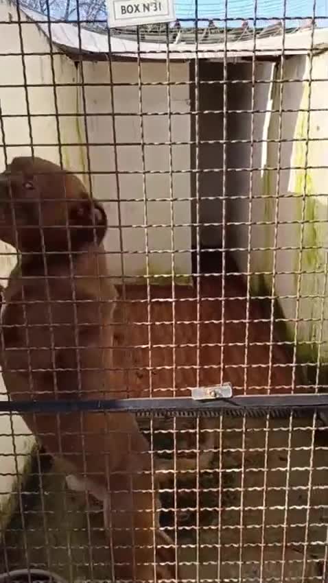 Pitbull cani in regalo: AIUTIAMO RED MERAVIGLIOSO PITT RED NOSE  - Video 1
