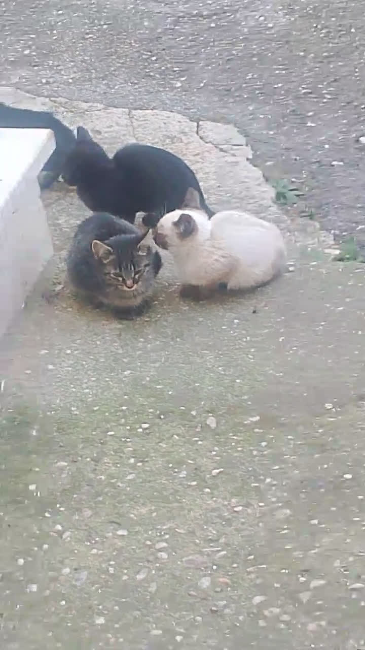 Siamese gatti in vendita: Vendo cuccioli simil siamesi!!Stupendi!! - Video 1