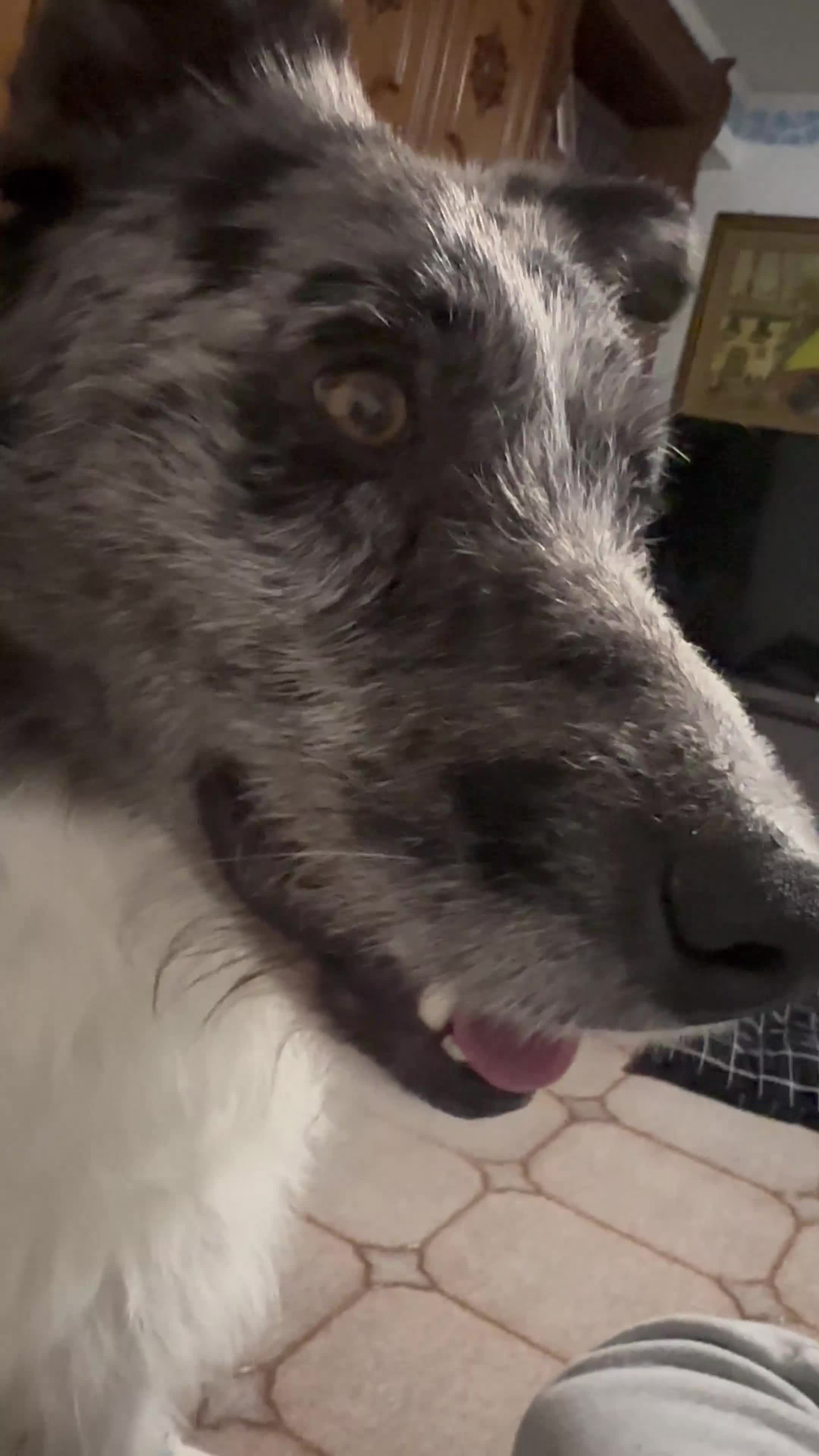 Meticcio cani in regalo: Regalo incrocio border collie pastore di oropa a Provincia di Varese - Video 1