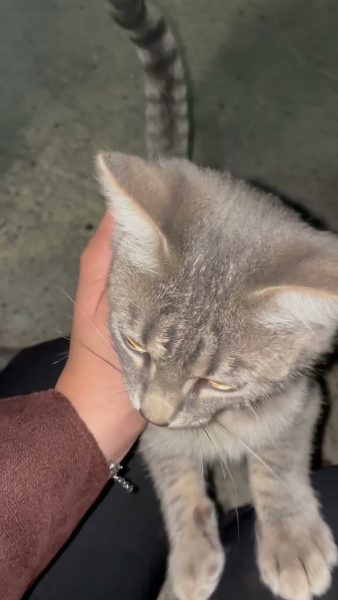 Meticcio gatti in regalo: Regalo gattino  - Video 1
