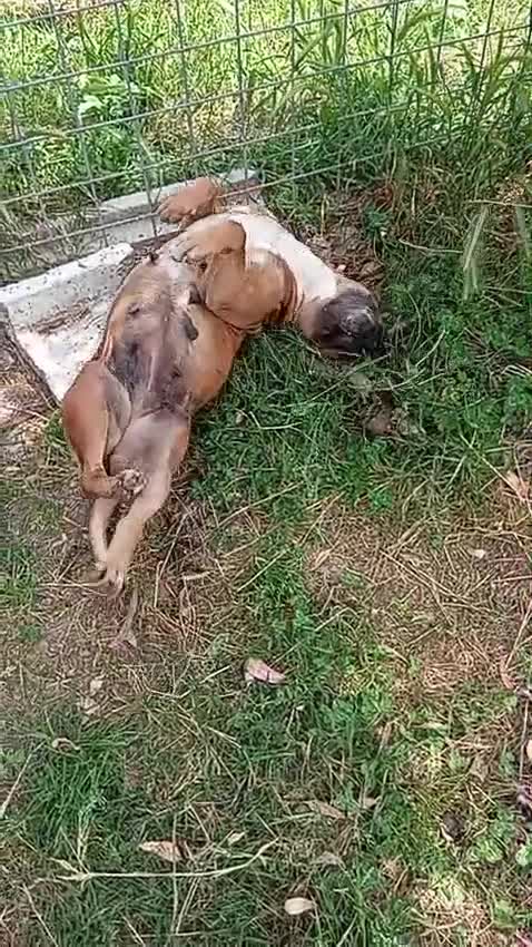 Meticcio cani in regalo: Zoe, incrocio boxer/pitbull!  - Video 1