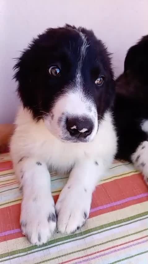 Border Collie cani in regalo: 🐾❤️Nando cerca casa 🐾❤️ - Video 3