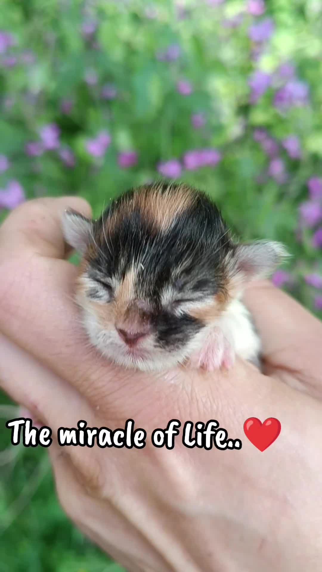 Maine Coon gatti in vendita: Cuccioli Maine Coon pedigree figli di Campioni - Video 1