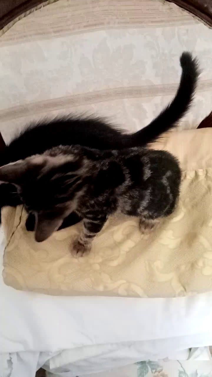 Europeo gatti in regalo: Dolcissime sorelline - Video 2