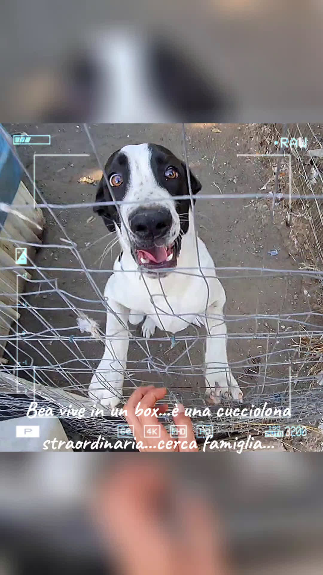 Alano cani in regalo: beatrice cucciola stupenda - Video 1