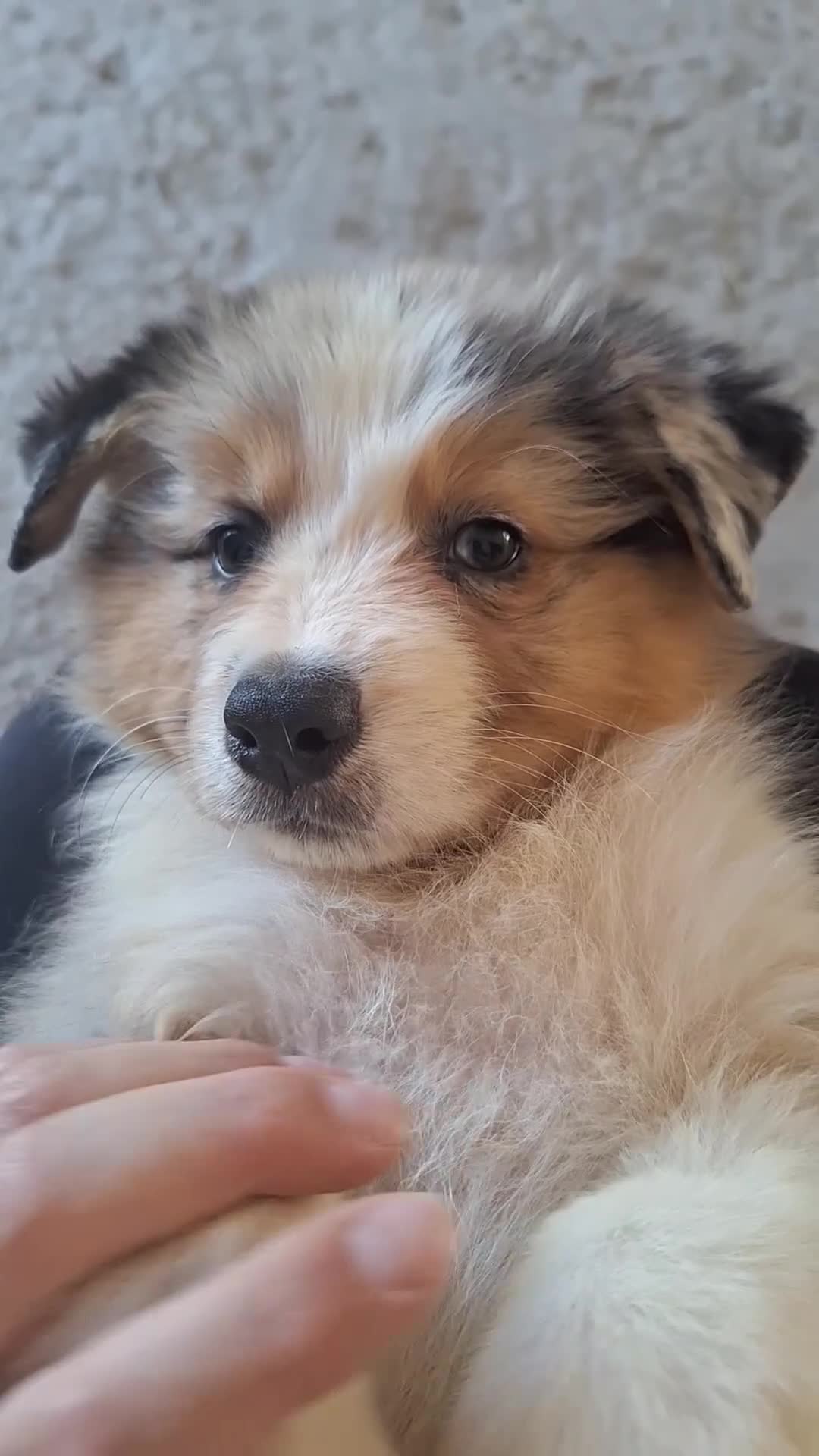 Australian Shepherd cani in vendita: Cucciola di Pastore australiano  - Video 2