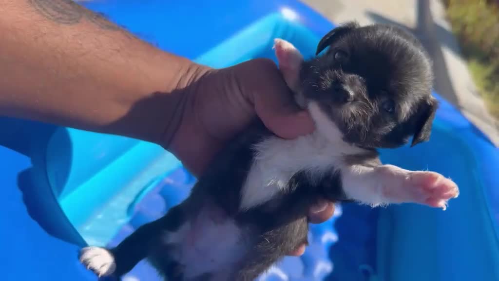 Chihuahua cani in vendita: 2 maschi e 2 femmine a pelo lungo pedigree enci  - Video 2