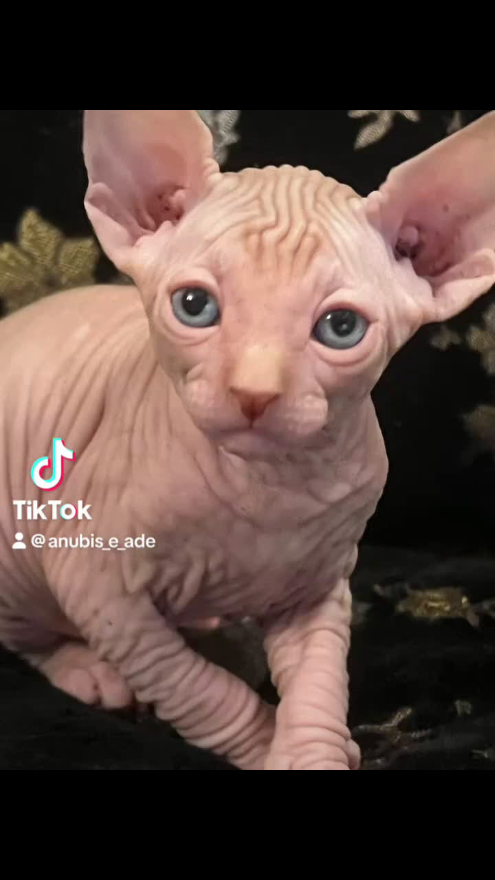 Sphynx gatti in vendita: Sphynx  a Città metropolitana di Roma Capitale - Video 1