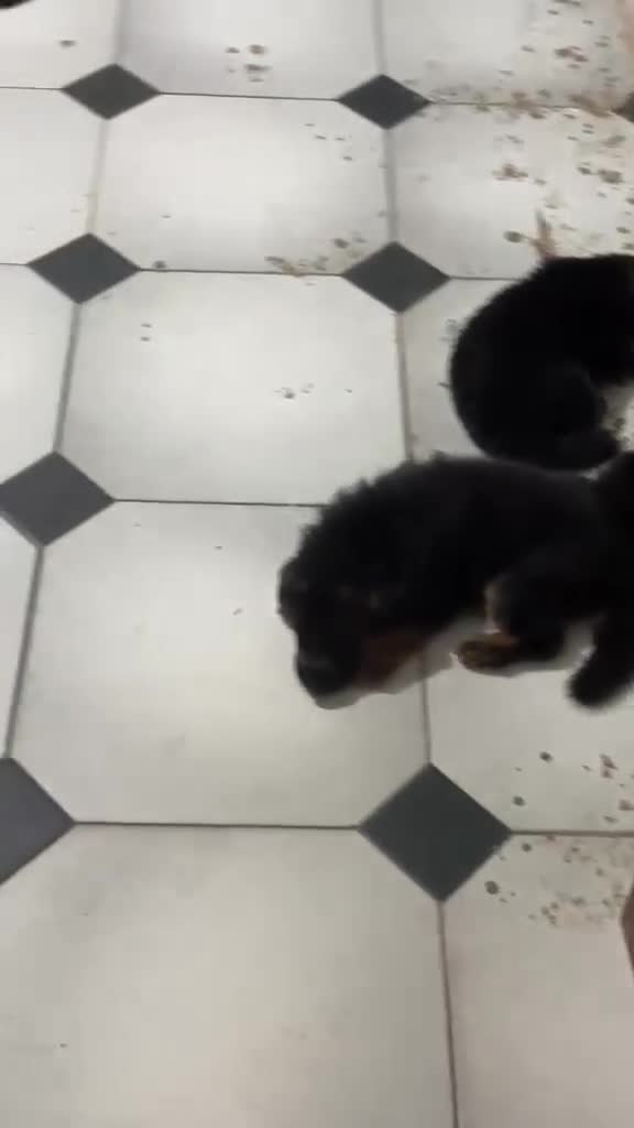 Pastore Tedesco cani in vendita: Cucciolata di pastore tedesco di alta qualità  - Video 1