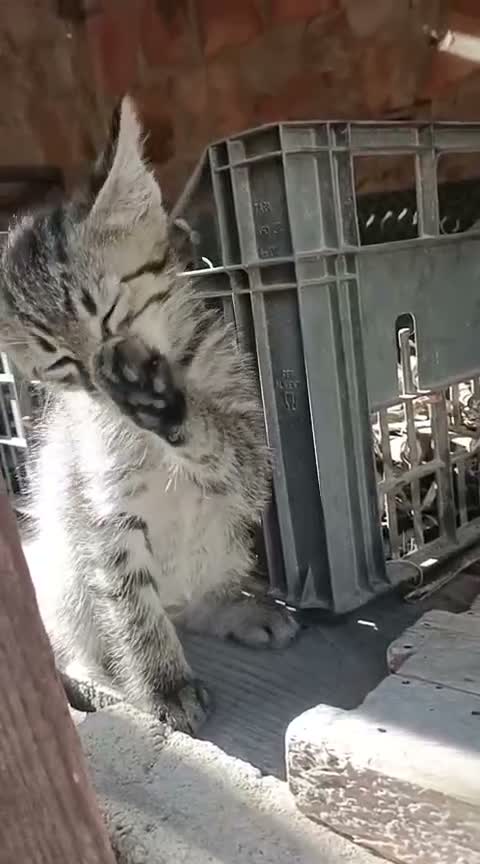 Meticcio gatti in regalo: Gattino in adozione  - Video 1