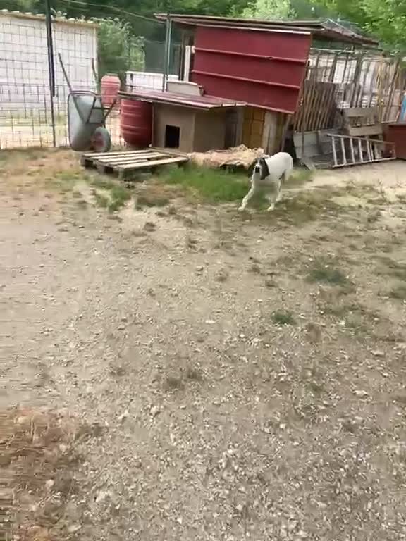 Meticcio cani in regalo: ADOTTACI - Video 2
