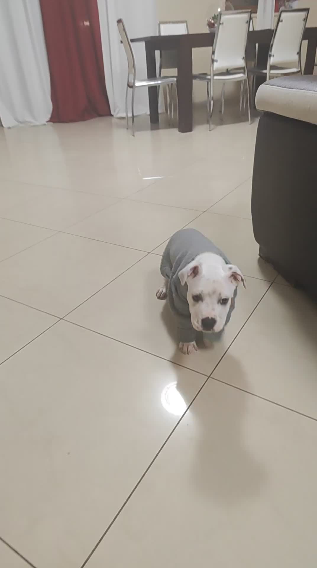 Meticcio cani in vendita: Vendo cucciola Dog Argentino di 5 mesi  - Video 1